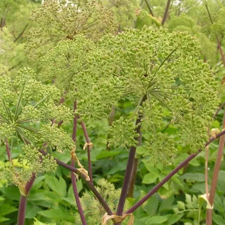 Angelica Root Essential Oils 4